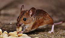 24 Hour & Emergency Exterminators in Logan Mills, PA